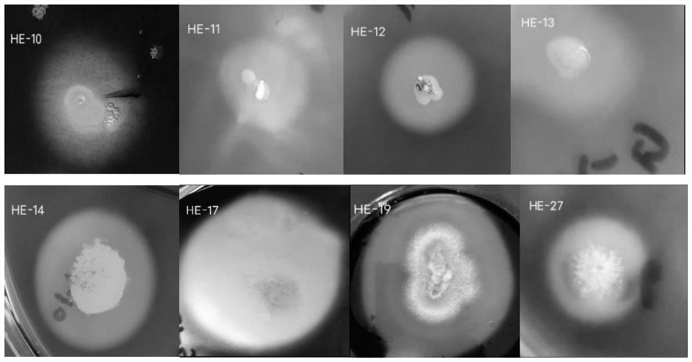 Method for separating amylase-producing microorganisms from soil