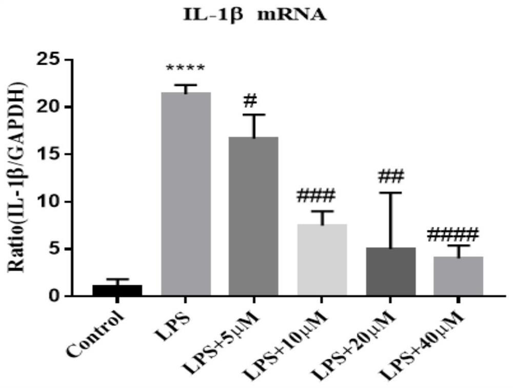 Novel application of N-(2-phenylethyl)-5-phenyl-pyridine-2-formamide and medicine thereof