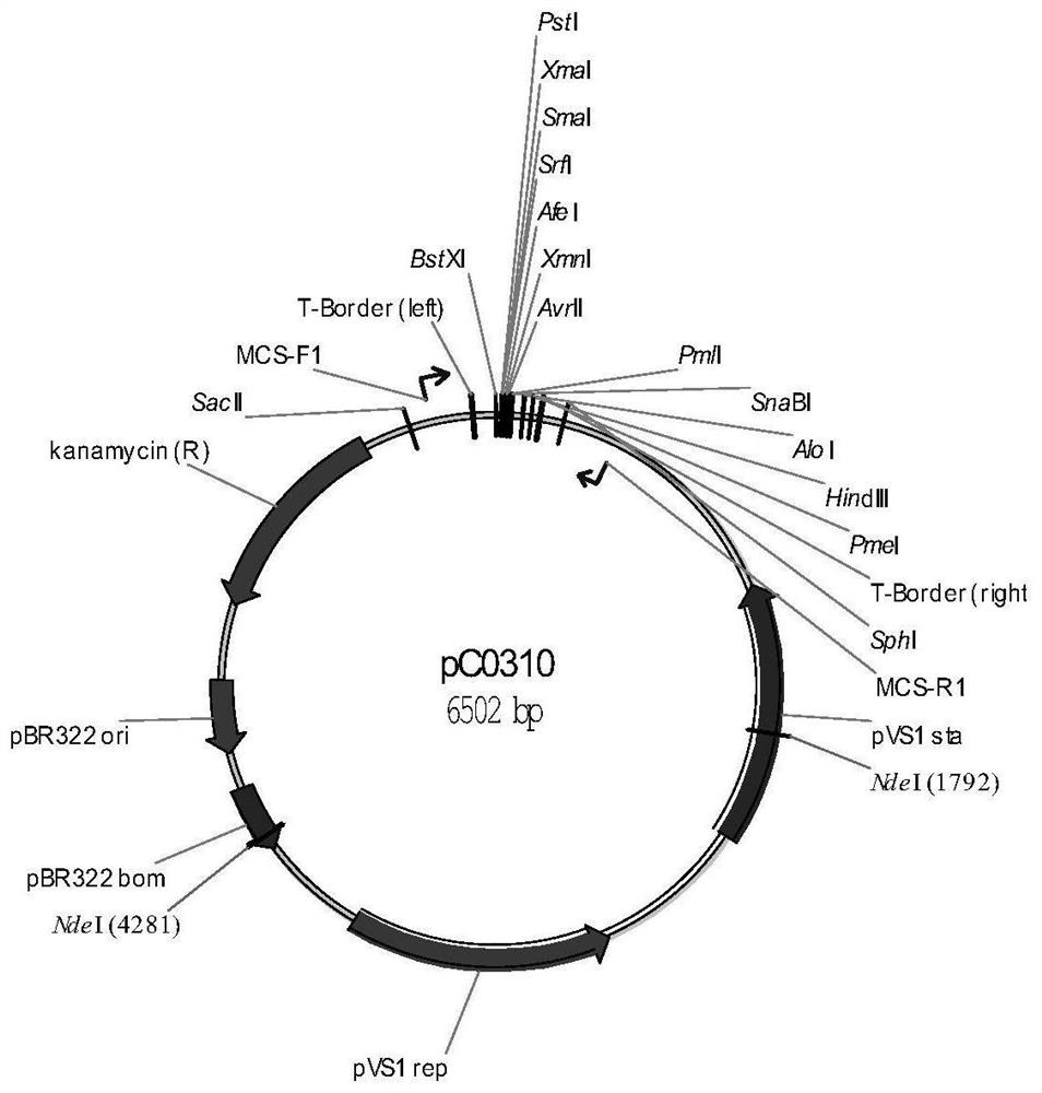 Glyphosate-resistant epsps mutant gene, plant genetic transformation screening vector containing the gene and application thereof