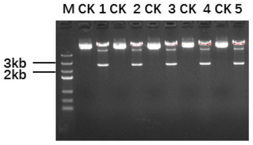 Glyphosate-resistant epsps mutant gene, plant genetic transformation screening vector containing the gene and application thereof