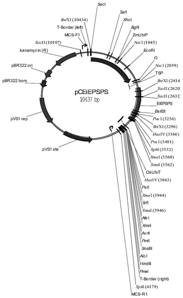 Glyphosate-resistant epsps mutant gene, plant genetic transformation screening vector containing the gene and application thereof