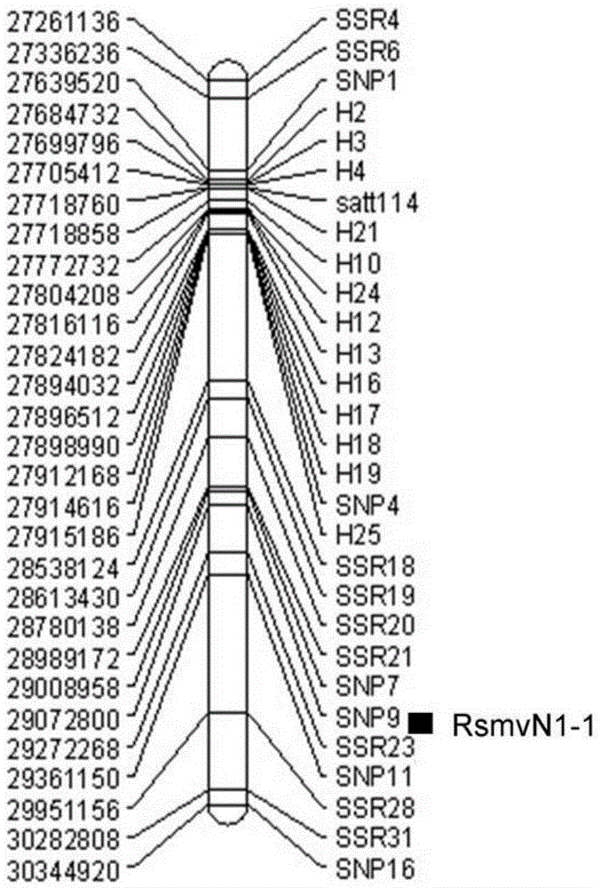 A method for assisting identification of soybean mosaic virus resistance gene and its application