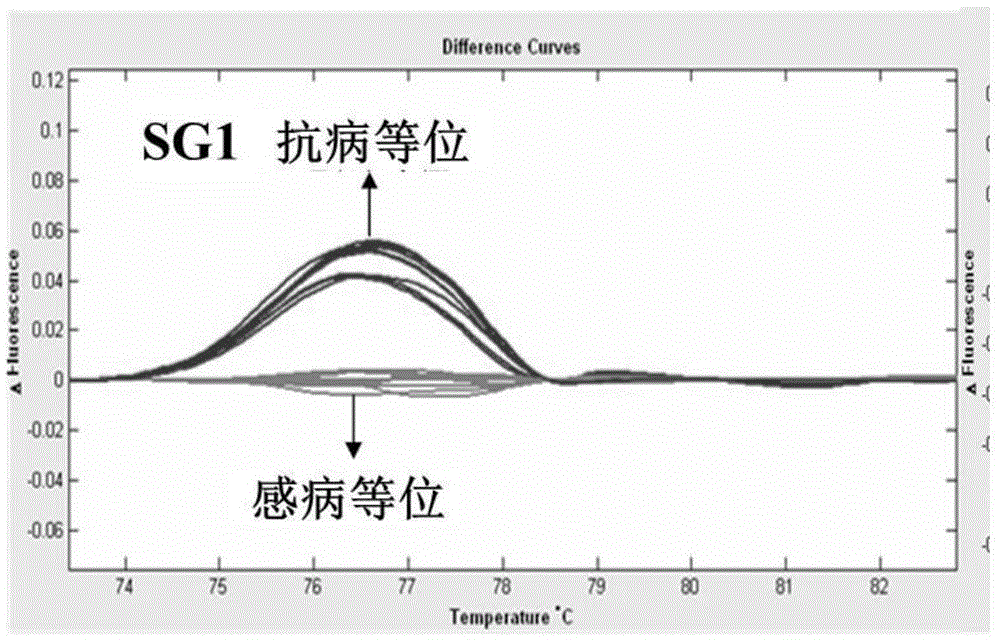 A method for assisting identification of soybean mosaic virus resistance gene and its application