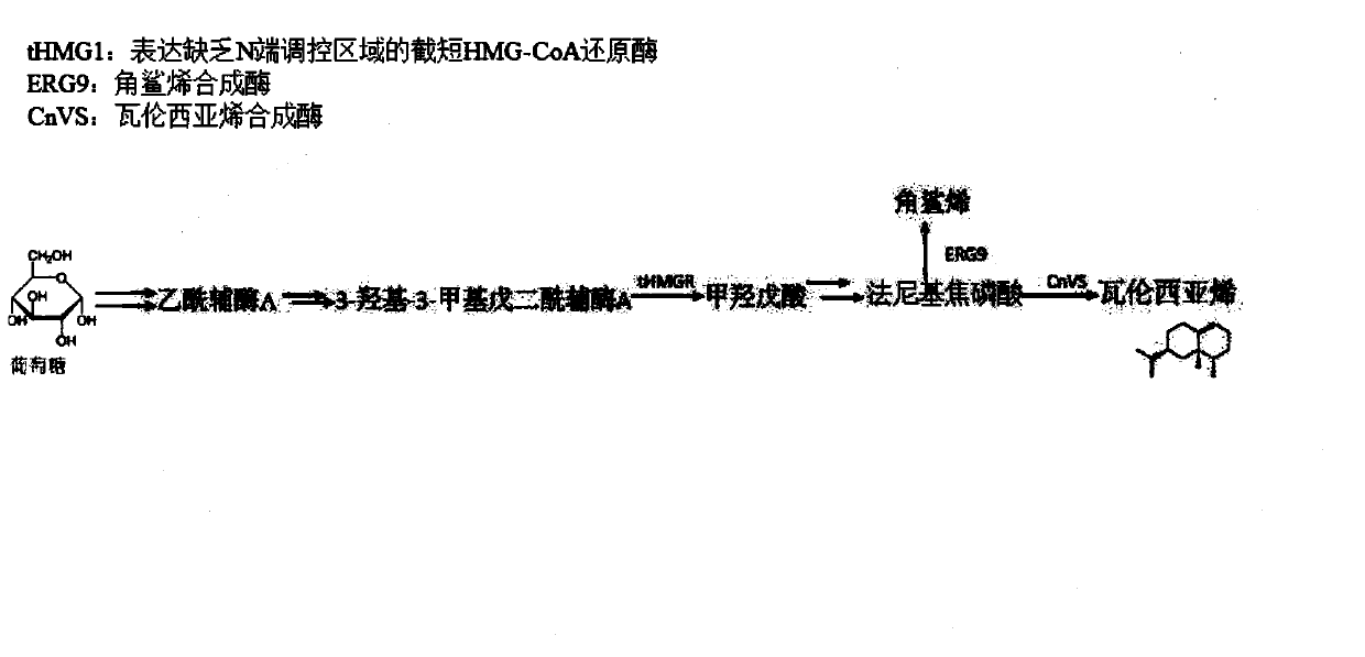 Brewer's yeast engineering bacterium for producing valencene and construction method and application of brewer's yeast engineering bacterim