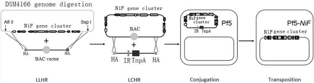 Screening method of pseudomonas protegens mutant strain and application thereof to biological control