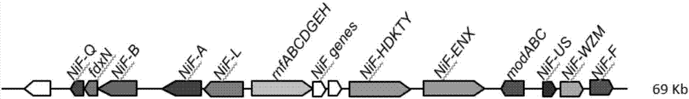 Screening method of pseudomonas protegens mutant strain and application thereof to biological control