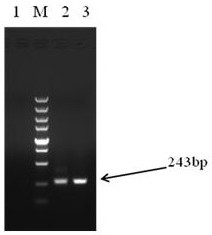 A kind of isolation and cultivation method of porcine epidemic diarrhea virus