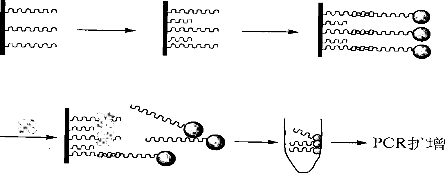 Method for detecting target numerator based on nucleic acid aptamer and PCR amplification