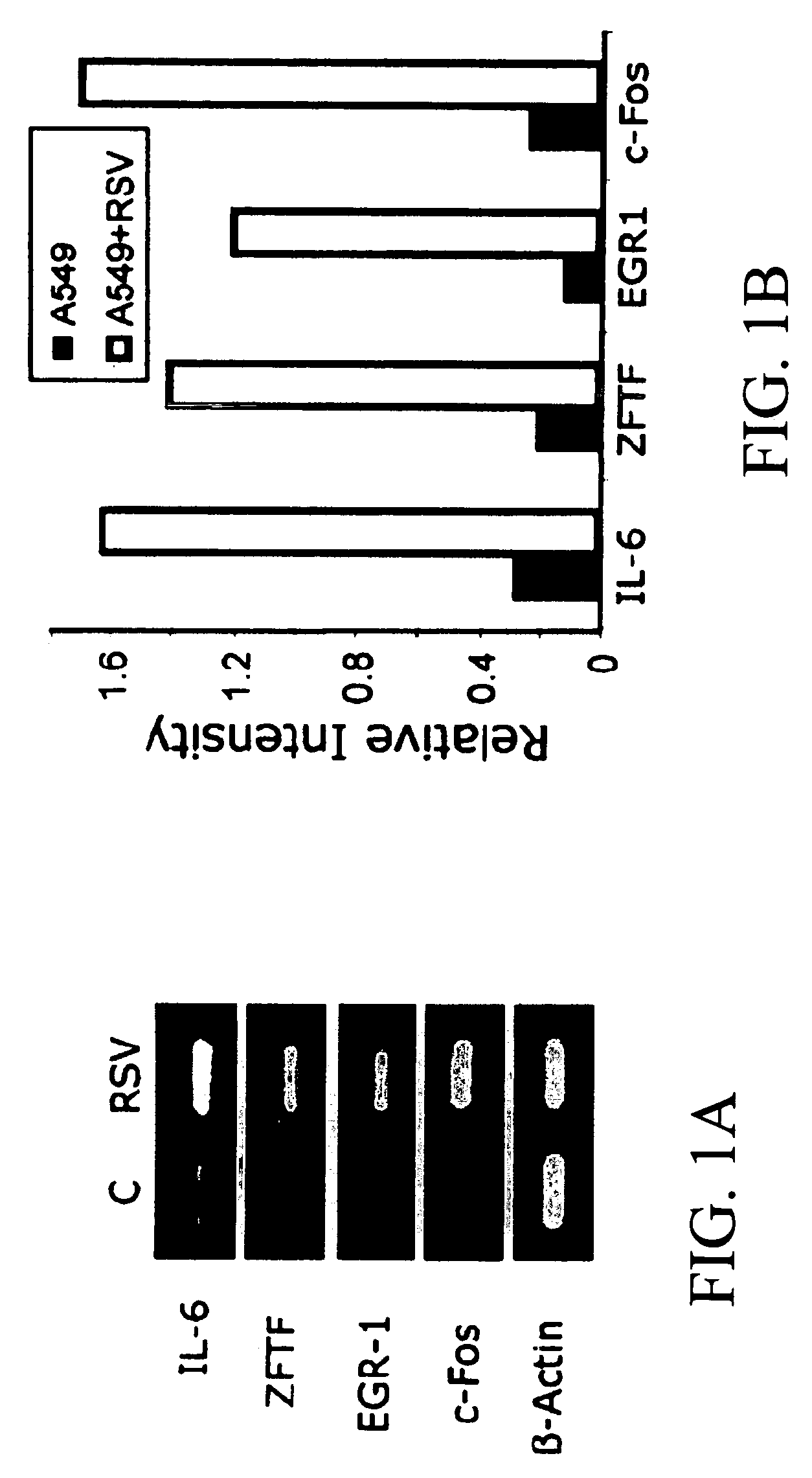 JAK/STAT inhibitors and MAPK/ERK inhibitors for RSV infection