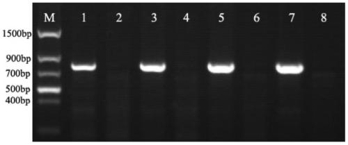 A kind of wheat anti-ear germination gene tazfp18 and its application