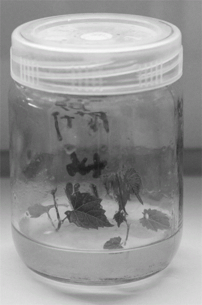 One-step tissue culture and rapid propagation method of grapes