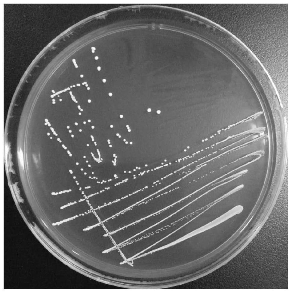 Bifidobacterium bifidum for relieving constipation and application thereof