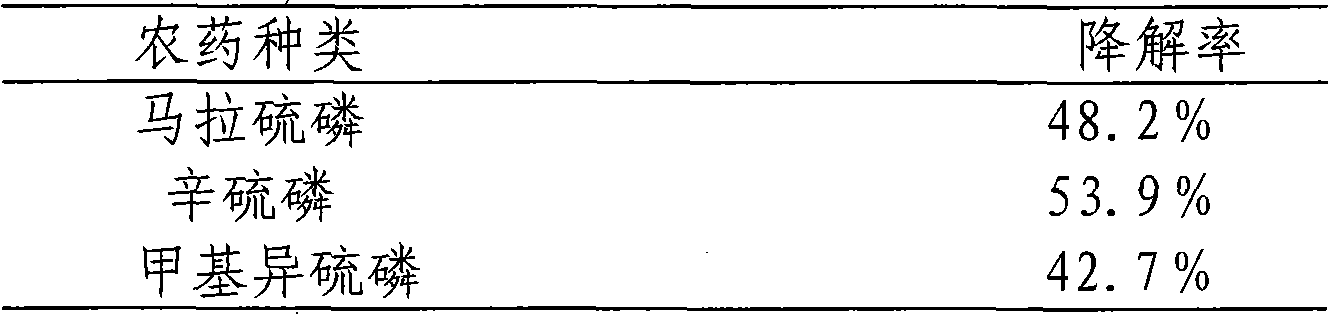 Wild esterase B3 genetically engineered bacteria and building method and application thereof