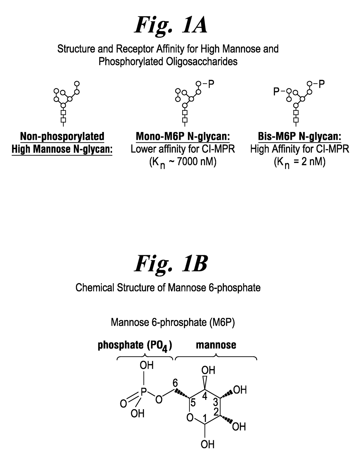 Highly Potent Acid Alpha-Glucosidase With Enhanced Carbohydrates