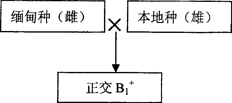 Cross breeding method of Macrobrachium rosenbergu