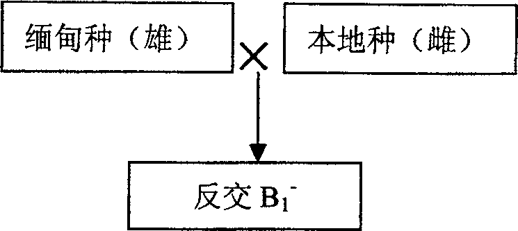 Cross breeding method of Macrobrachium rosenbergu