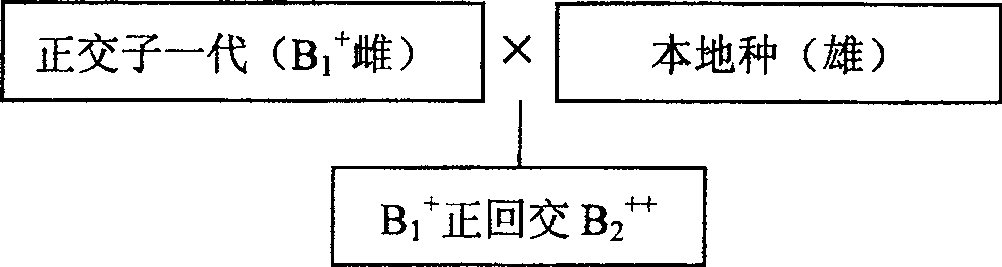 Cross breeding method of Macrobrachium rosenbergu