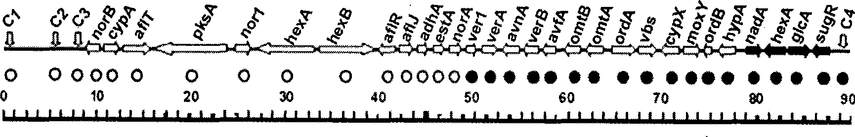 Aspergillus flavus strain without producing aspergillus flavus toxin and uses thereof