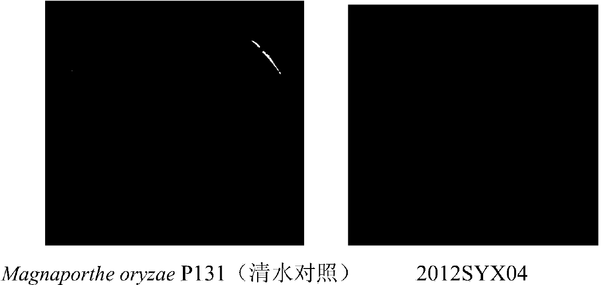 Bacillus subtilis 2012SYX04 for preventing and treating rice blast