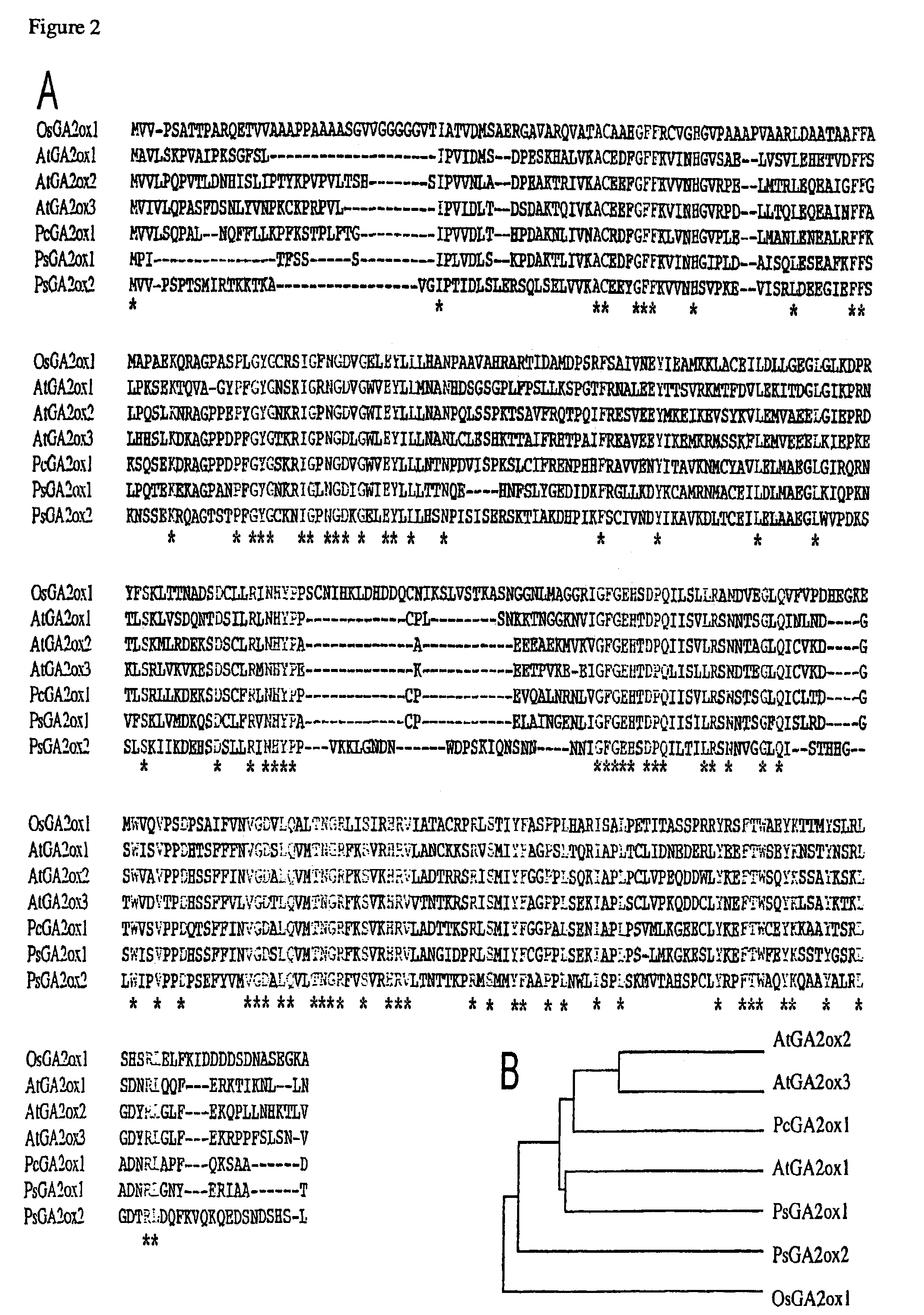 Gibberellin 2β-hydroxylase genes of rice and uses thereof