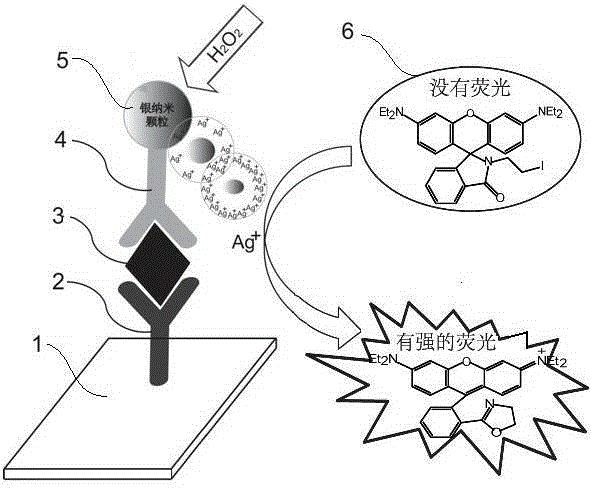 Application of metallic ion specific response based fluorescence detection method in immune detection