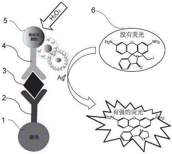 Application of metallic ion specific response based fluorescence detection method in immune detection