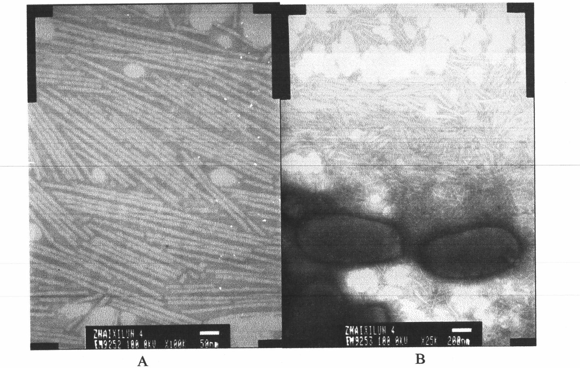 Biological control pseudomonas monteilii strain against tobacco mosaic virus (TMV)