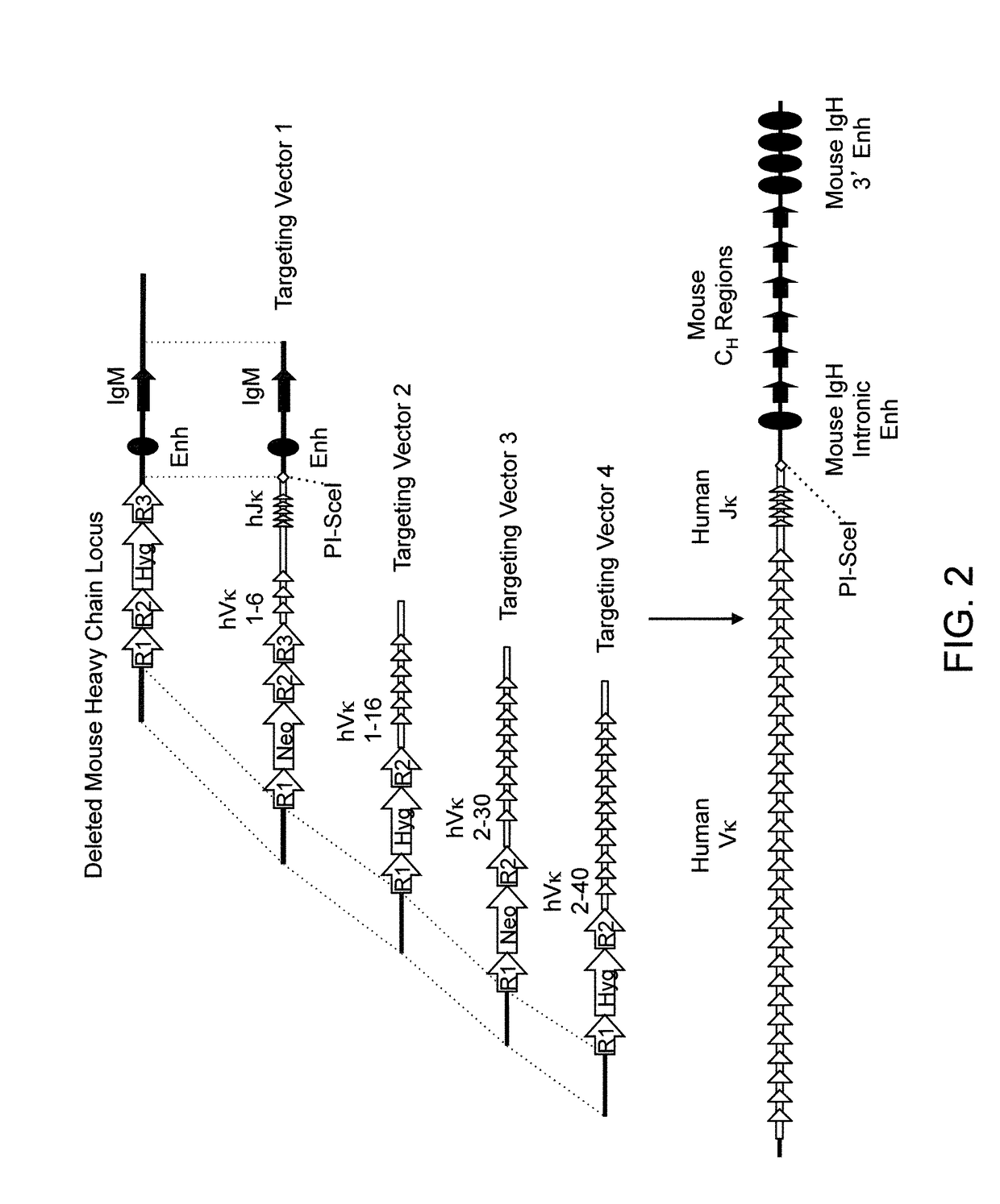 Humanized rodents that express heavy chains containing vl domains