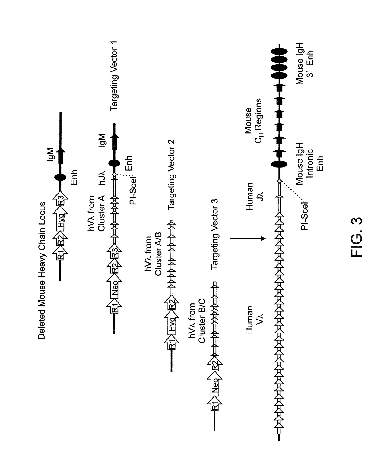 Humanized rodents that express heavy chains containing vl domains