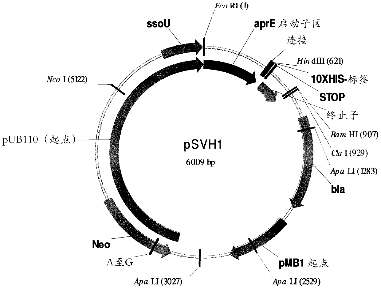 Acetolactate decarboxylase variants having improved specific activity