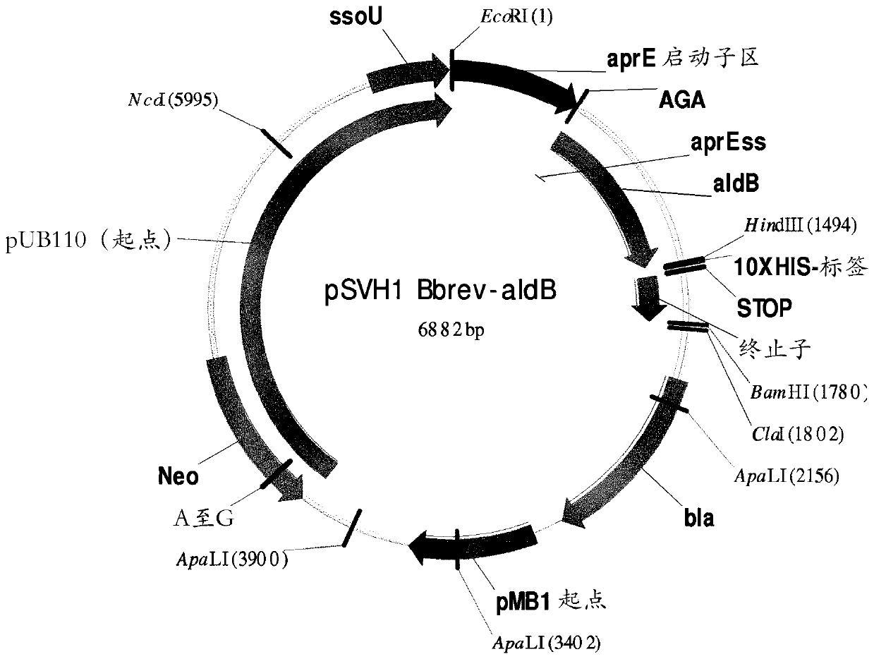 Acetolactate decarboxylase variants having improved specific activity