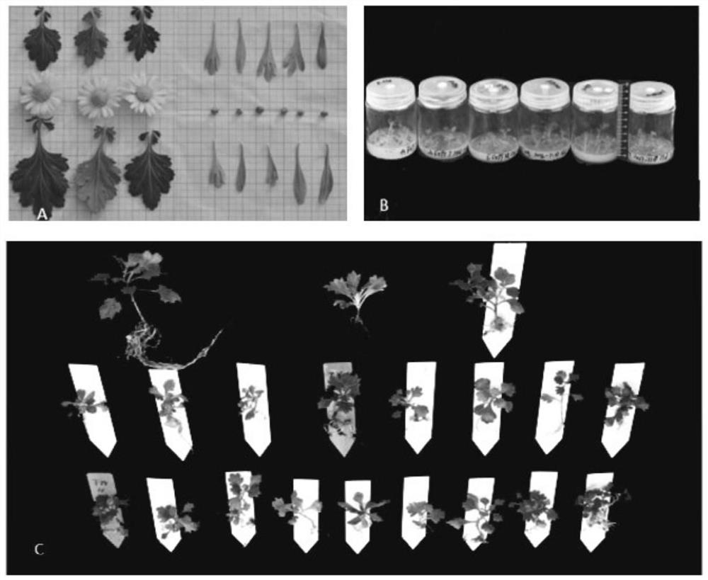 Intergeneric distant hybrid creation method of crossostephium chinense and creeping ground-cover chrysanthemum