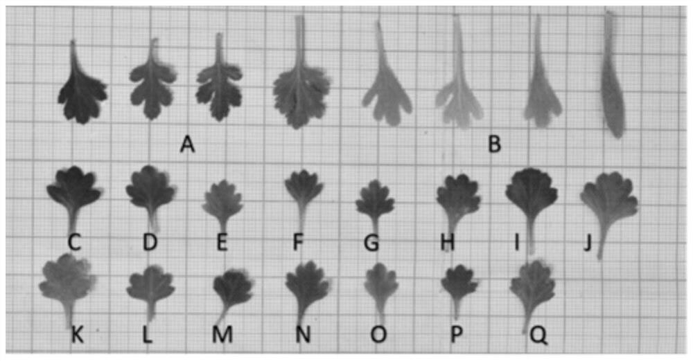 Intergeneric distant hybrid creation method of crossostephium chinense and creeping ground-cover chrysanthemum