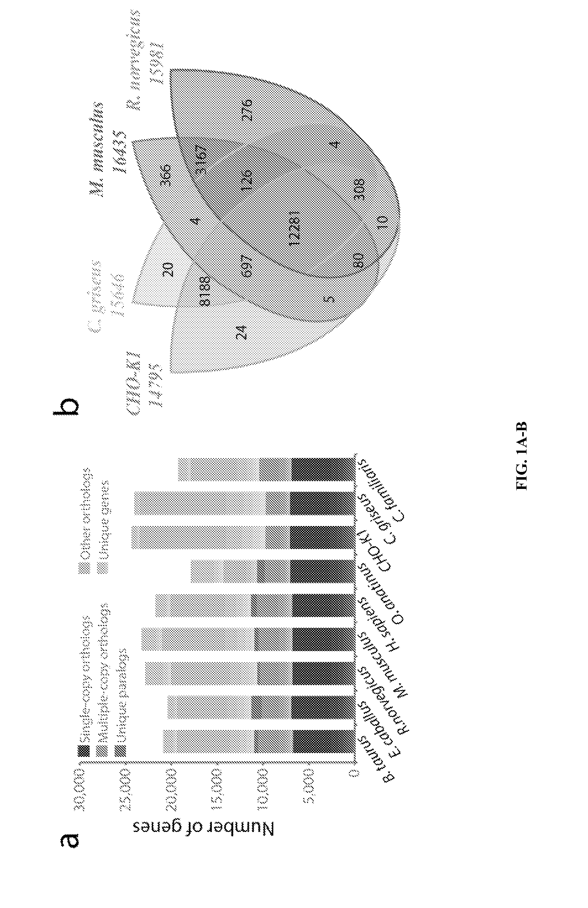 Methods for modeling chinese hamster ovary (CHO) cell metabolism