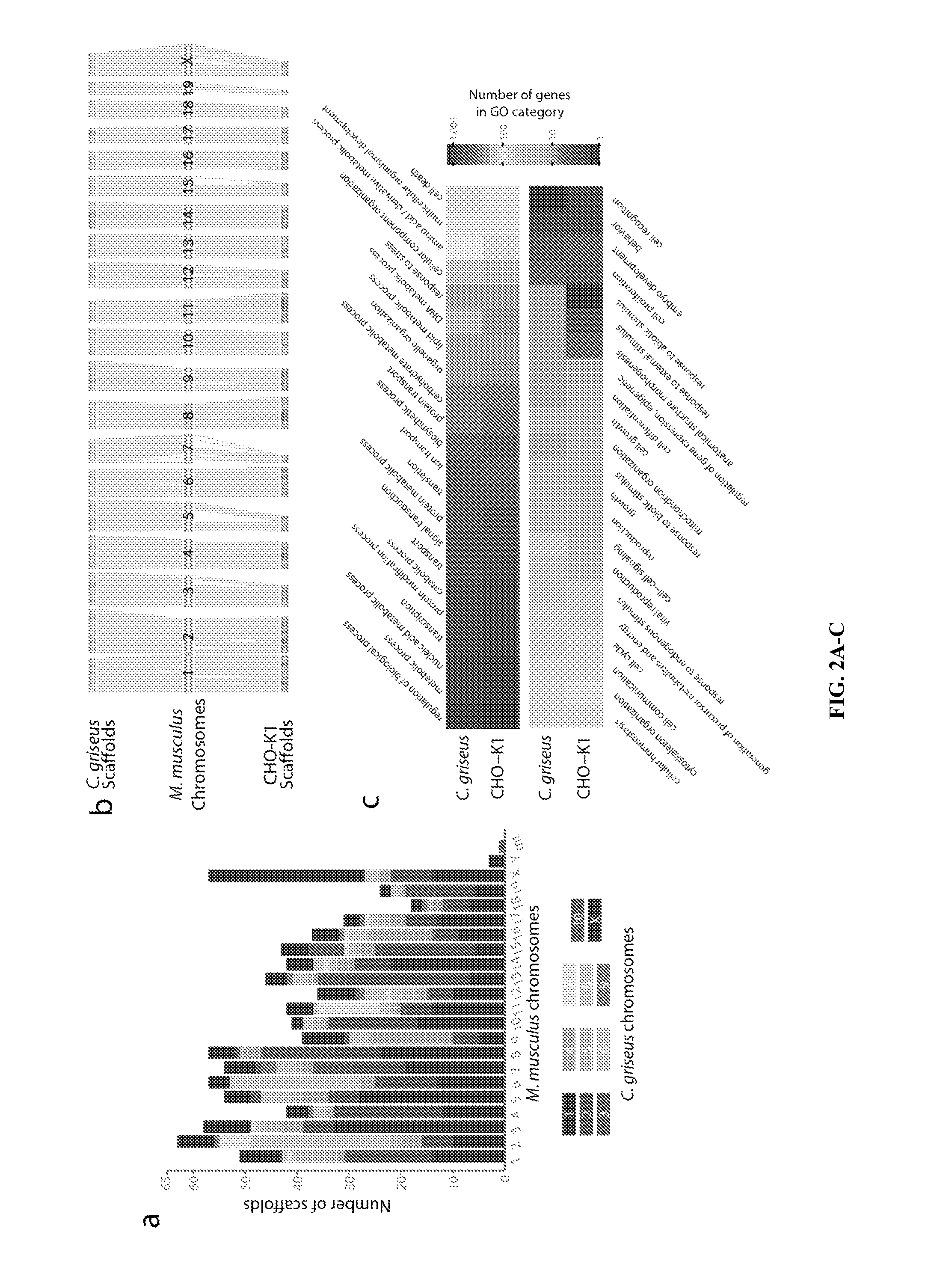 Methods for modeling chinese hamster ovary (CHO) cell metabolism