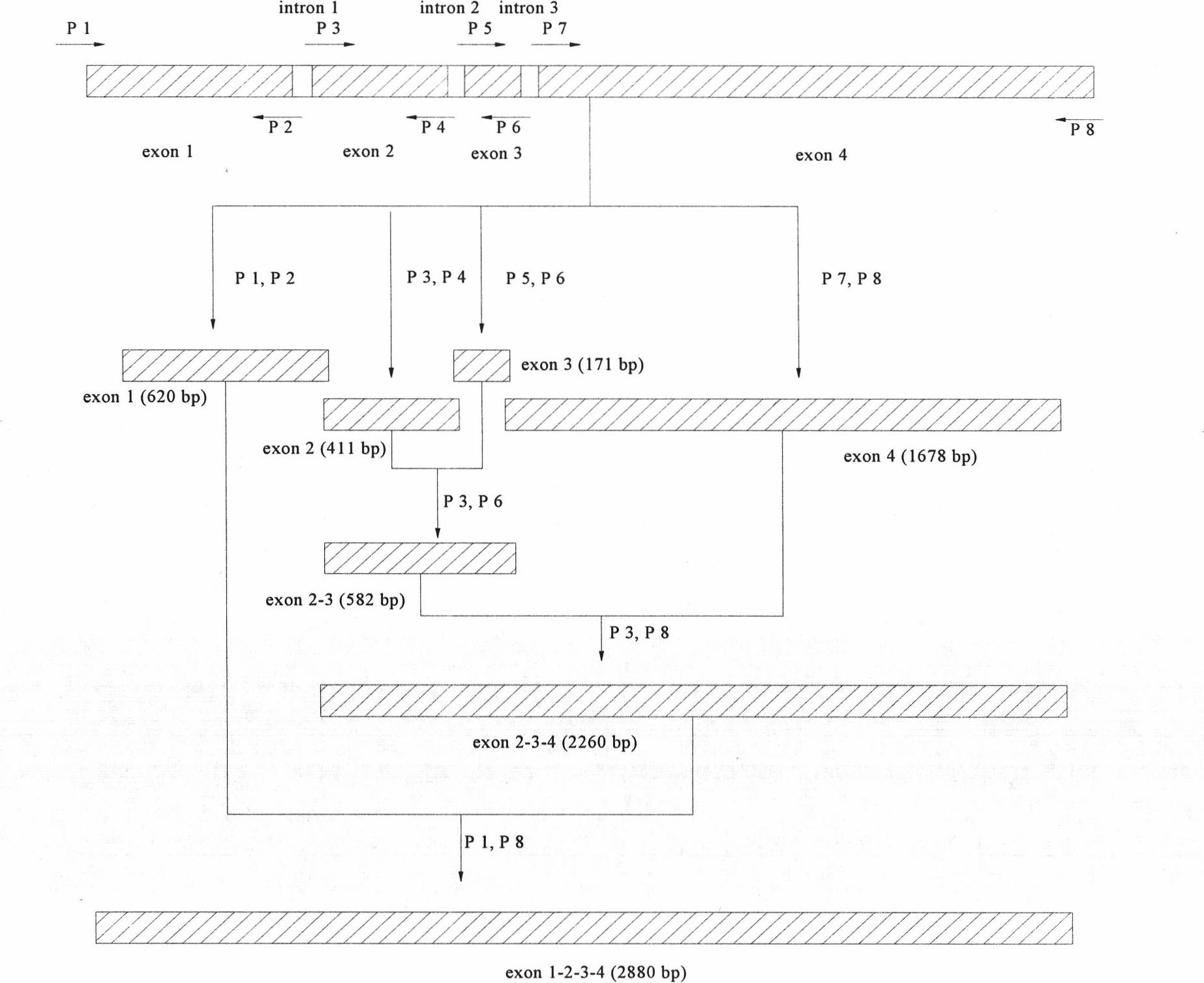 Clone and expression of alpha-glucosidase gene