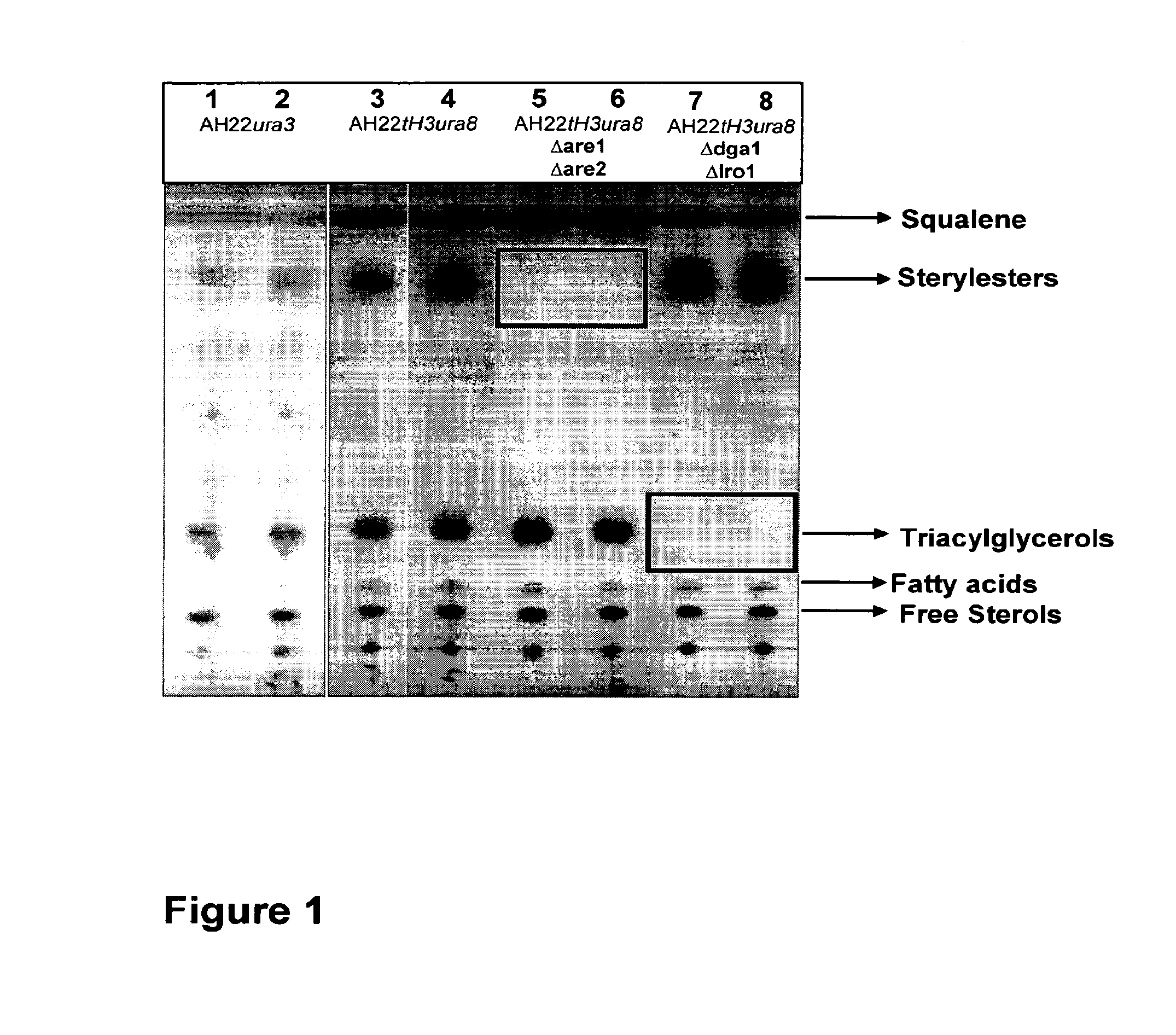 Genetically modified organism for the production of lipids