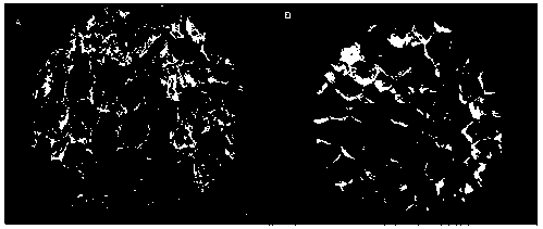 A culture method capable of improving the differentiation phenotype and function of hepatocytes in vitro