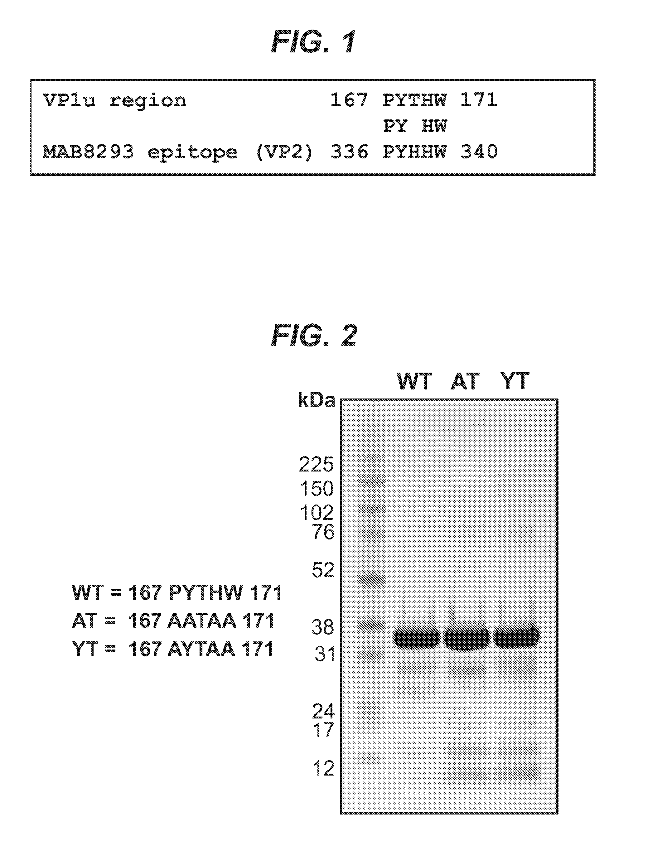 Compositions and methods for assessing functional immunogenicity of parvovirus vaccines