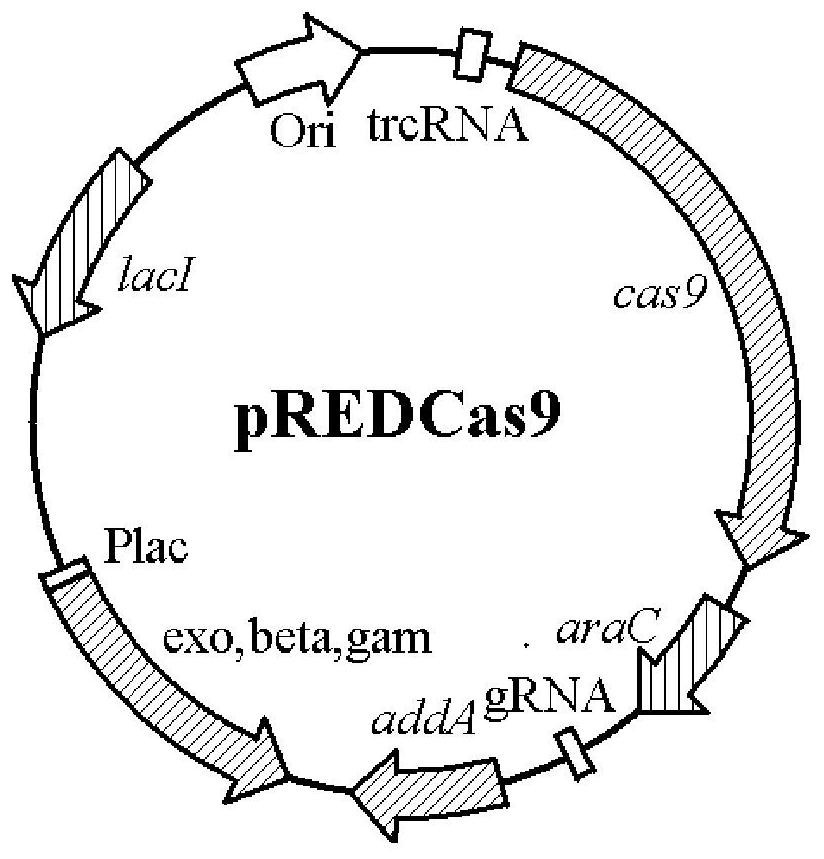 A kind of genetically engineered bacterial strain producing L-citrulline and its application