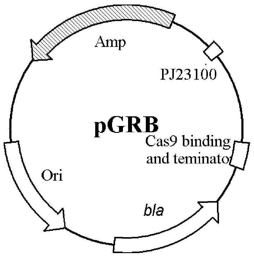 A kind of genetically engineered bacterial strain producing L-citrulline and its application