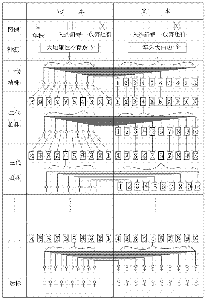 Breeding method for male sterile line of edible oil sunflower