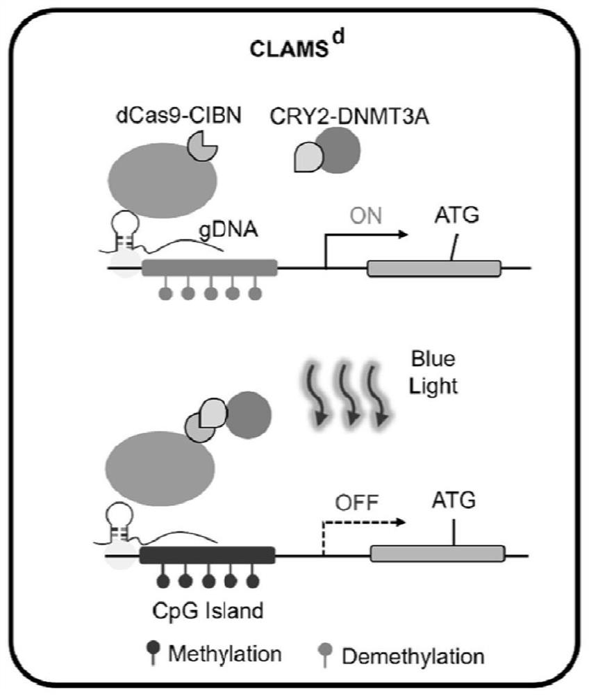 Inducible DNA methylation editing system based on CRISPR/dCas9