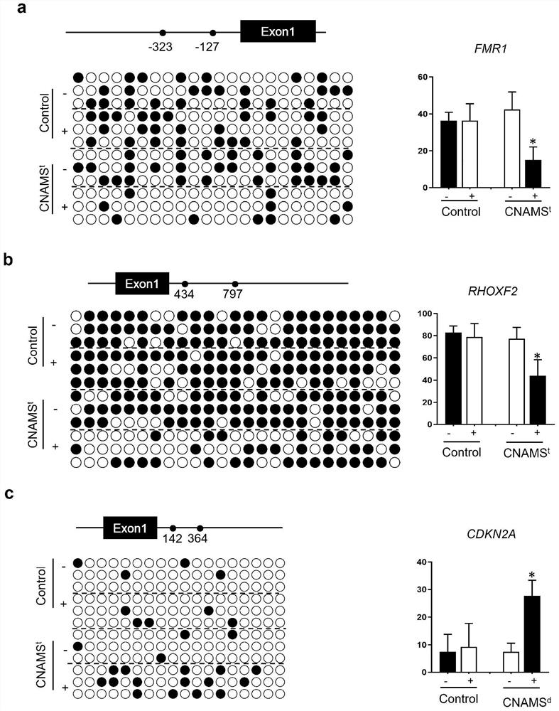 Inducible DNA methylation editing system based on CRISPR/dCas9