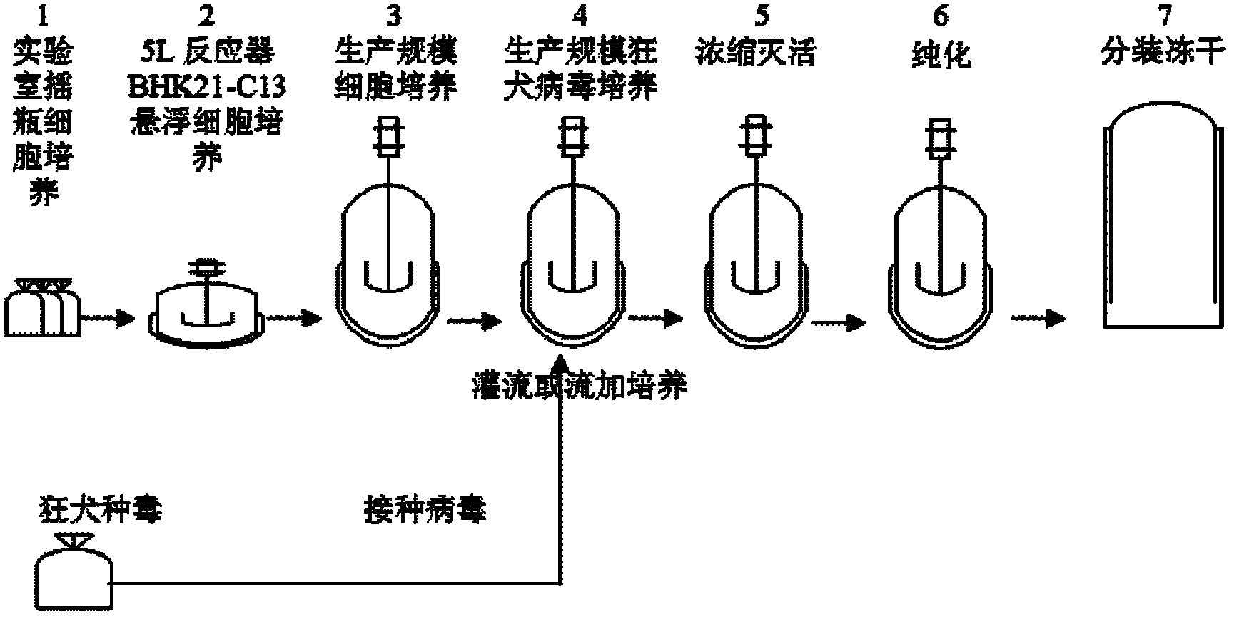 Process for preparing veterinary rabies inactivated and freeze-dried vaccine through suspension culture cell