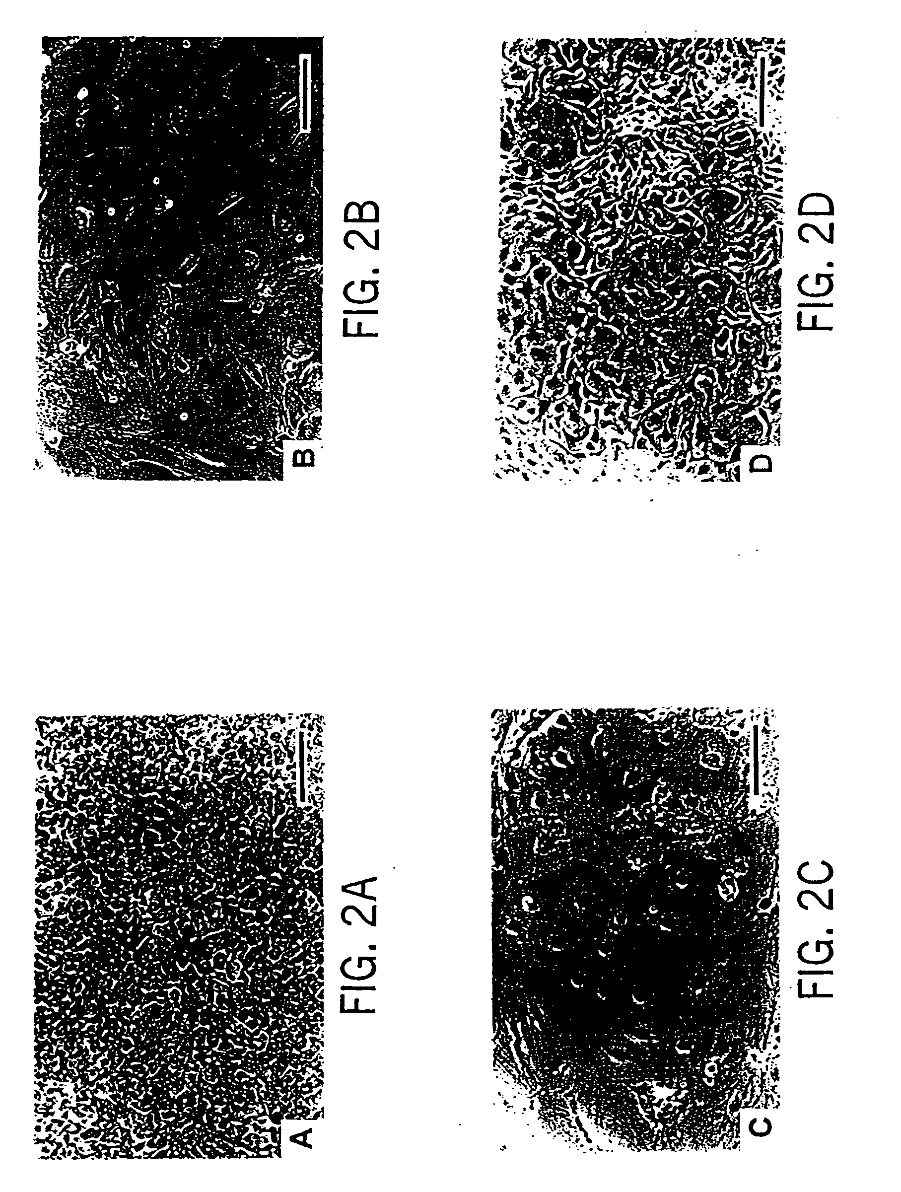 Primate embryonic stem cells