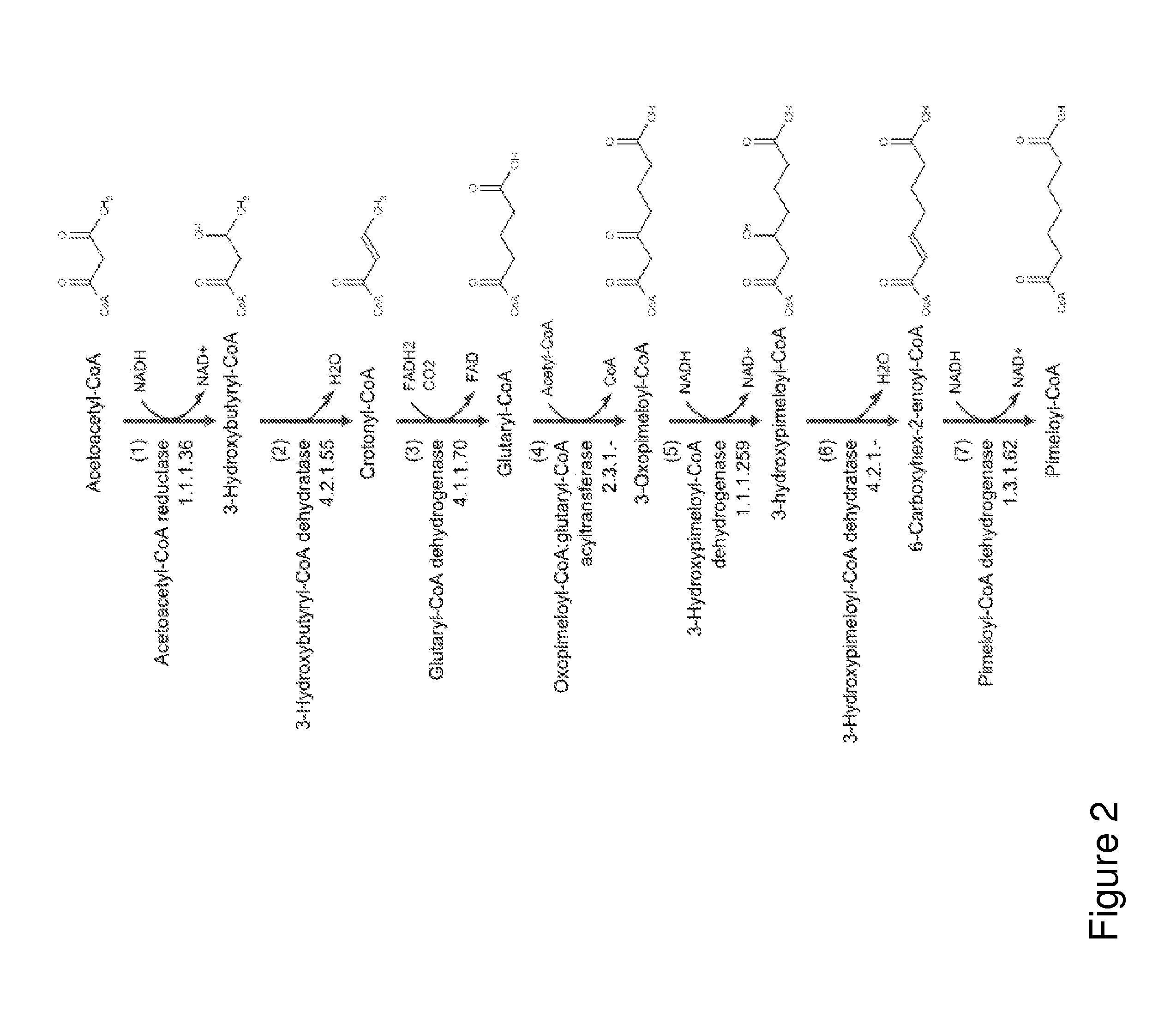 Organisms for the production of cyclohexanone