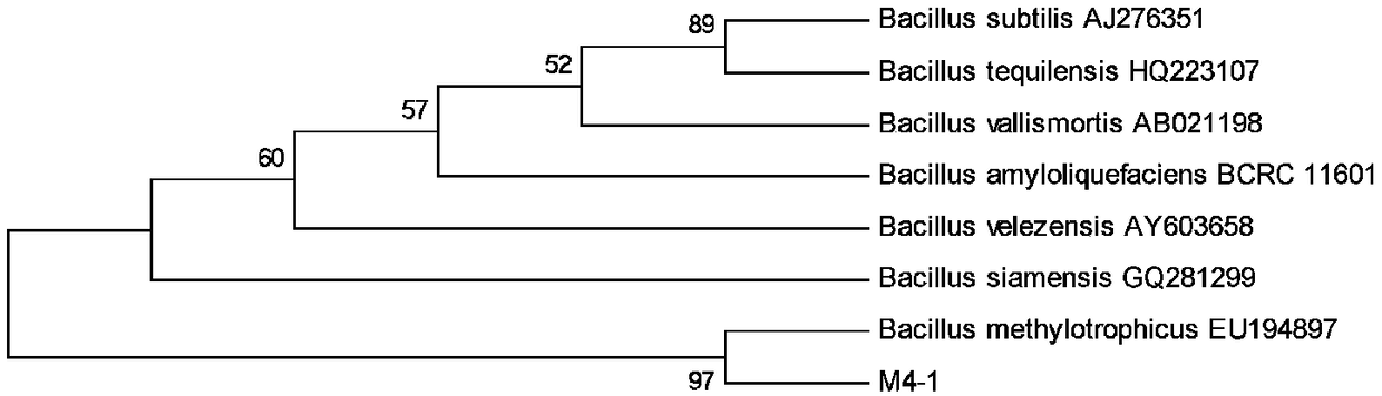 Salt-tolerant antagonistic bacterium M4-1 as well as preparation and application of bactericide of salt-tolerant antagonistic bacterium M4-1