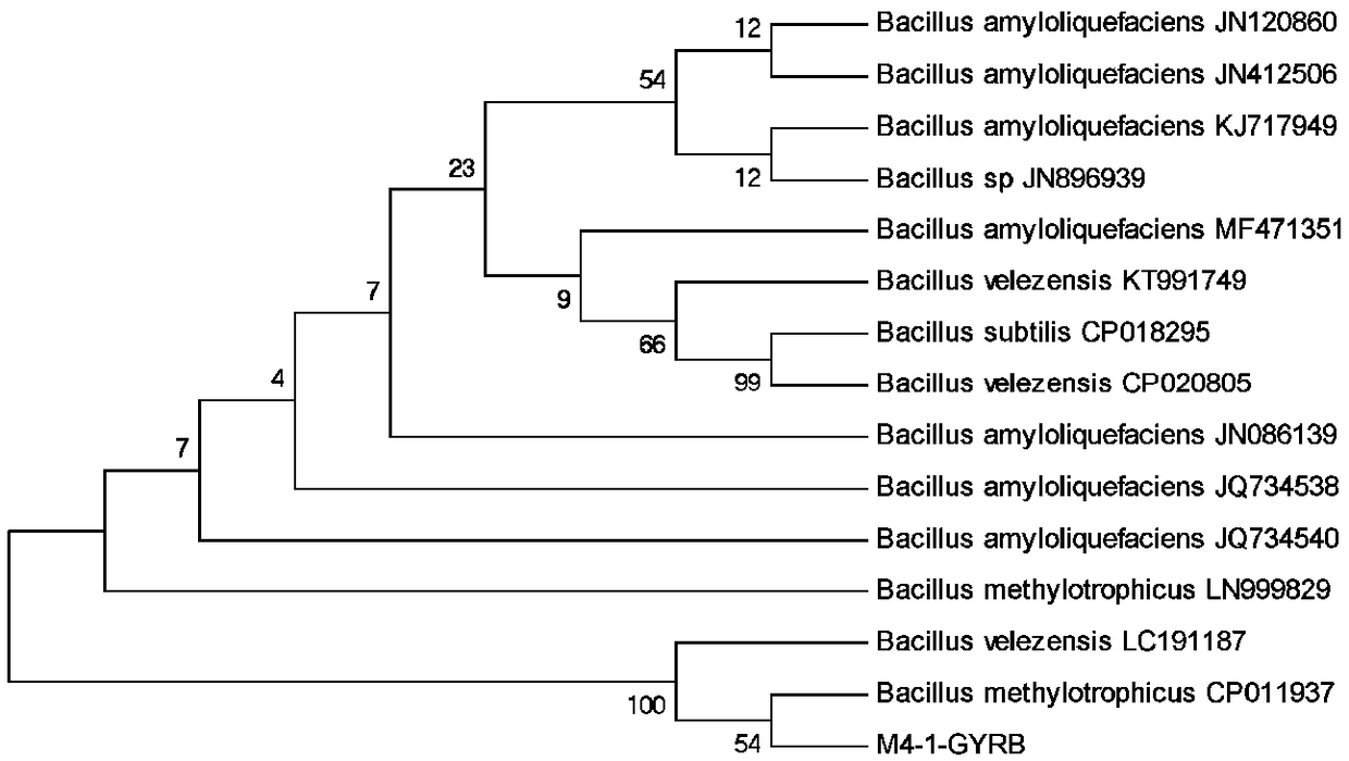 Salt-tolerant antagonistic bacterium M4-1 as well as preparation and application of bactericide of salt-tolerant antagonistic bacterium M4-1