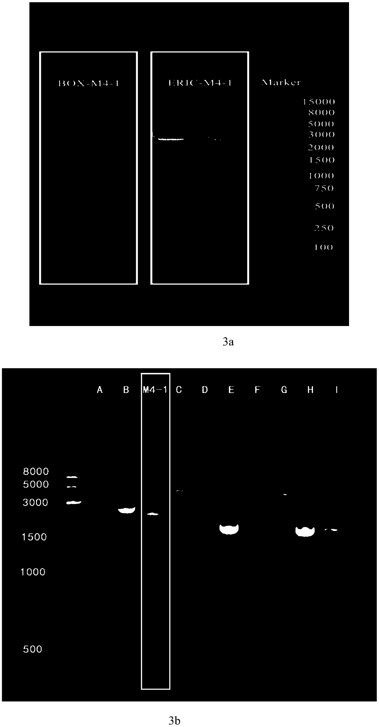 Salt-tolerant antagonistic bacterium M4-1 as well as preparation and application of bactericide of salt-tolerant antagonistic bacterium M4-1